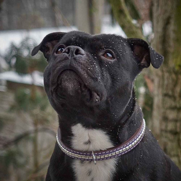 Django  Classic Collar