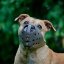 Whisper Muzzle