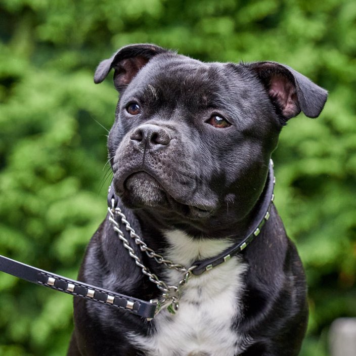 Dapper Lead Dapper Lead