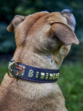 Tient bon, ne tourne pas, ne lâche pas : le collier pour Staffie sans point faible