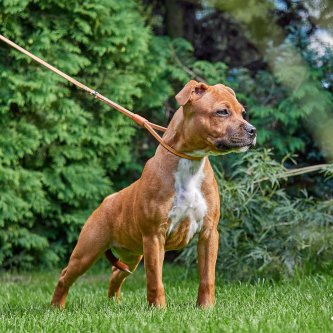 Which collar is best for a dog that pulls?