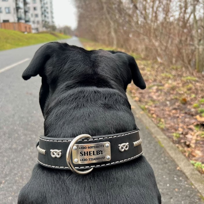 Husbear Classic Collar
