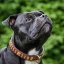 Ribbon Classic Collar