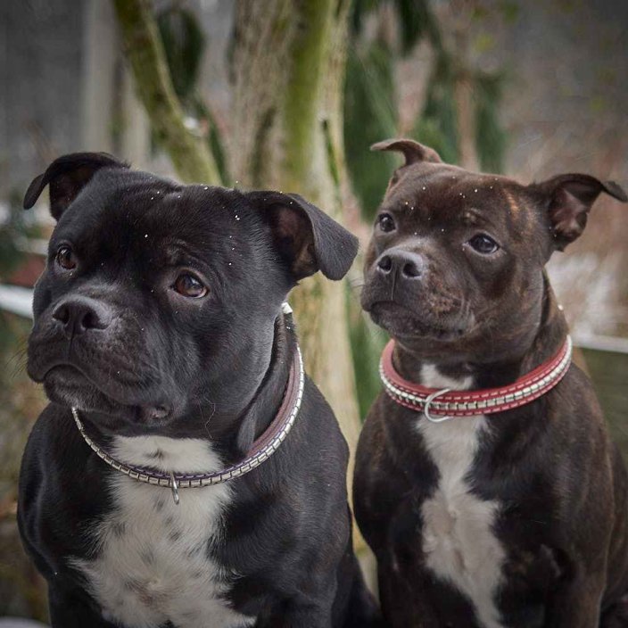 Django  Classic Collar