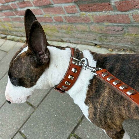 Goliash collar and Bull Terrier