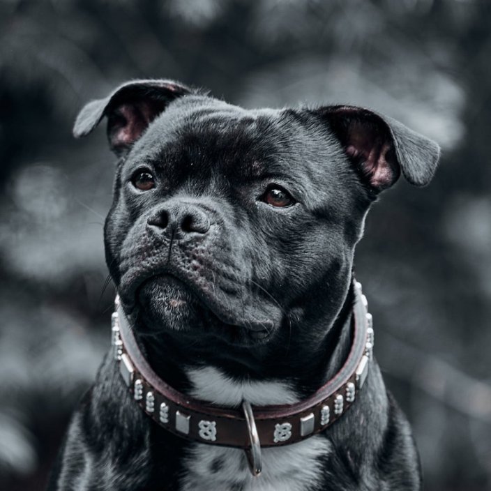 Brotherhood Classic Collar Brotherhood Classic Collar
