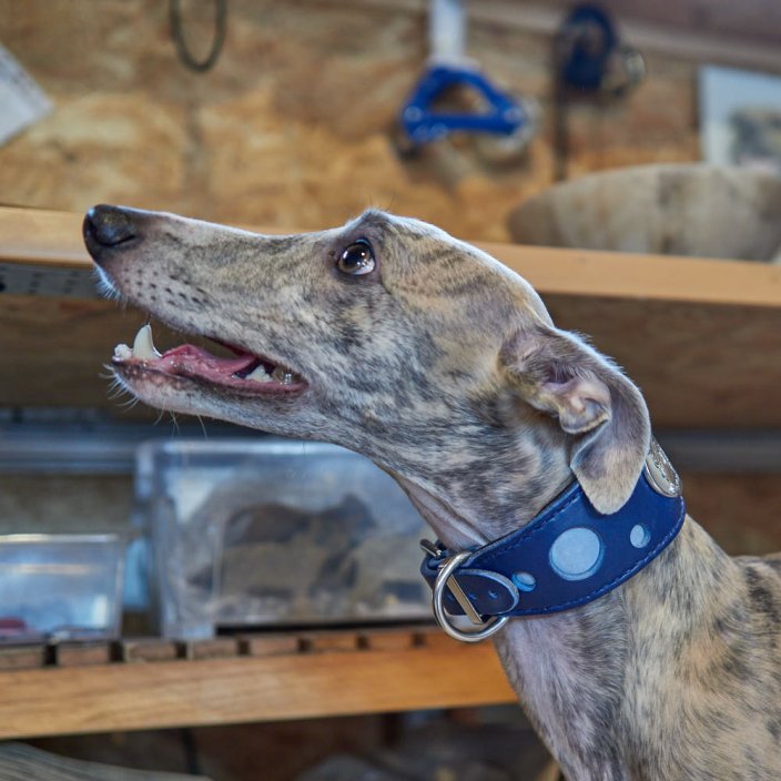 Greyhounds collar Firefly Greyhounds collar Firefly