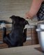 Pourquoi mon chien me suit partout ? 7 vraies raisons