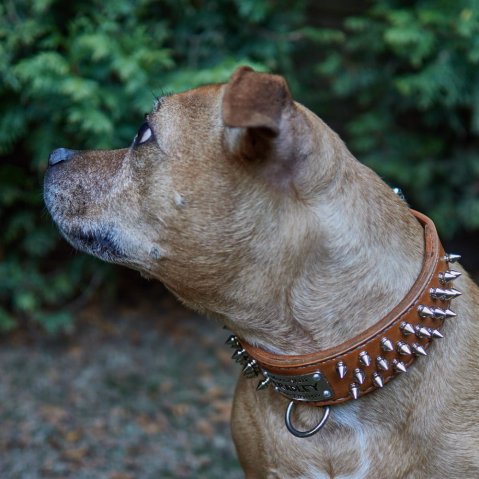 How Wide Should a Dog Collar Be? The Right Width for Every Dog