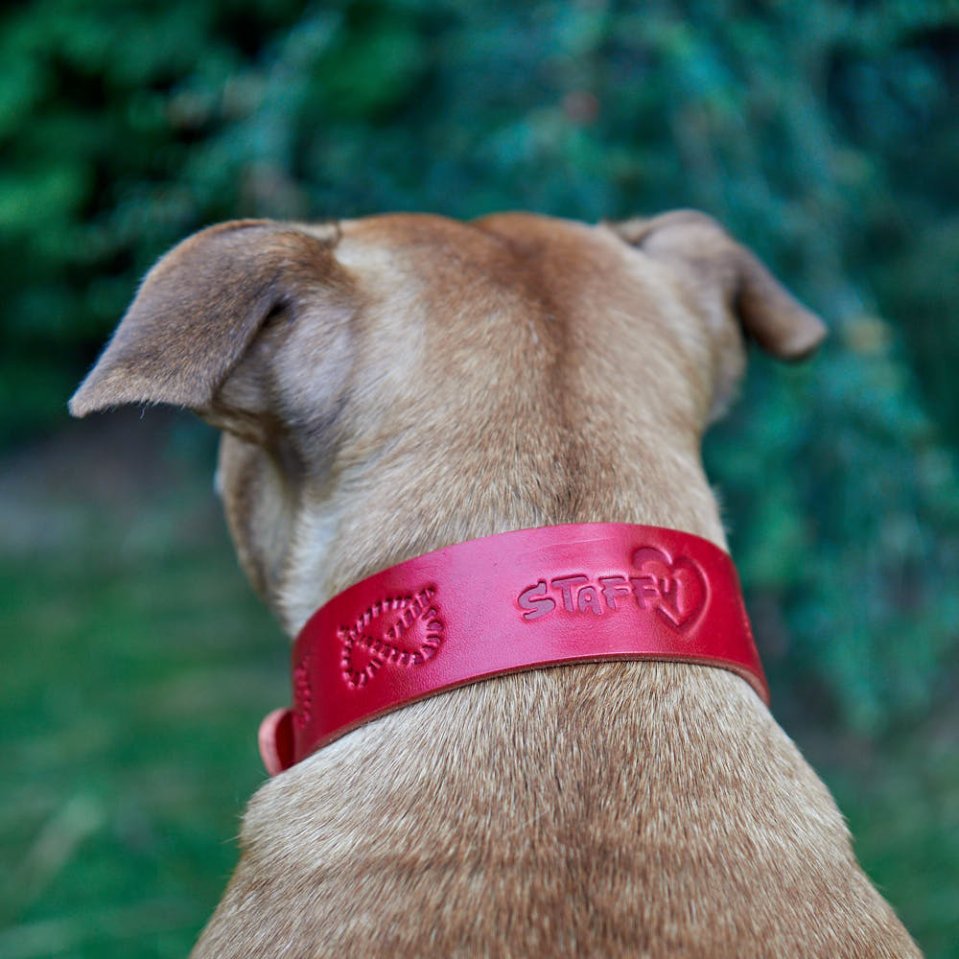 Obojek pro Stafíka: jak vybrat správnou šířku, délku a kůži