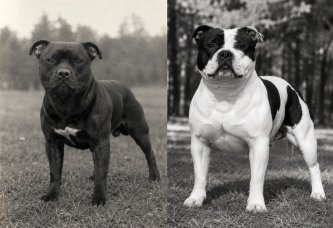 Staffordshire Bull Terrier 1990 vs 2026 : comment l'un des bull terriers les plus populaires a évolué
