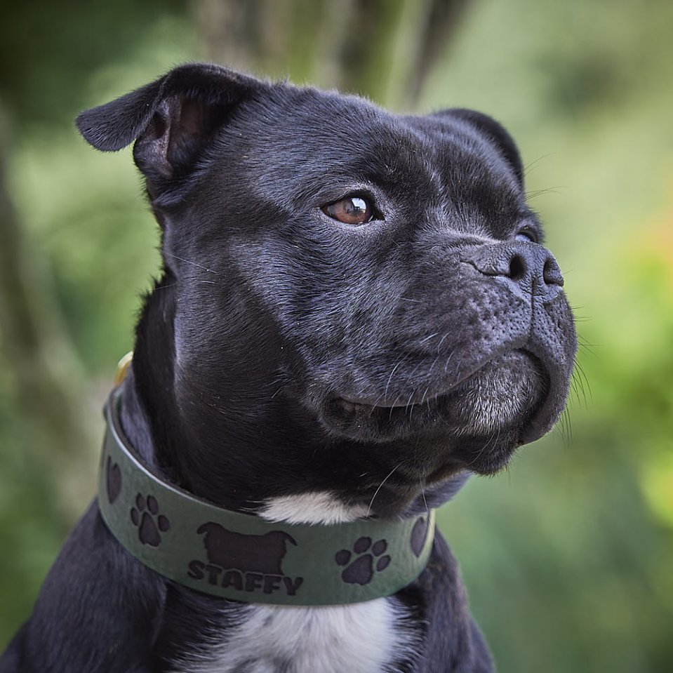 Comment choisir un collier pour staffie stylé, solide et confort?