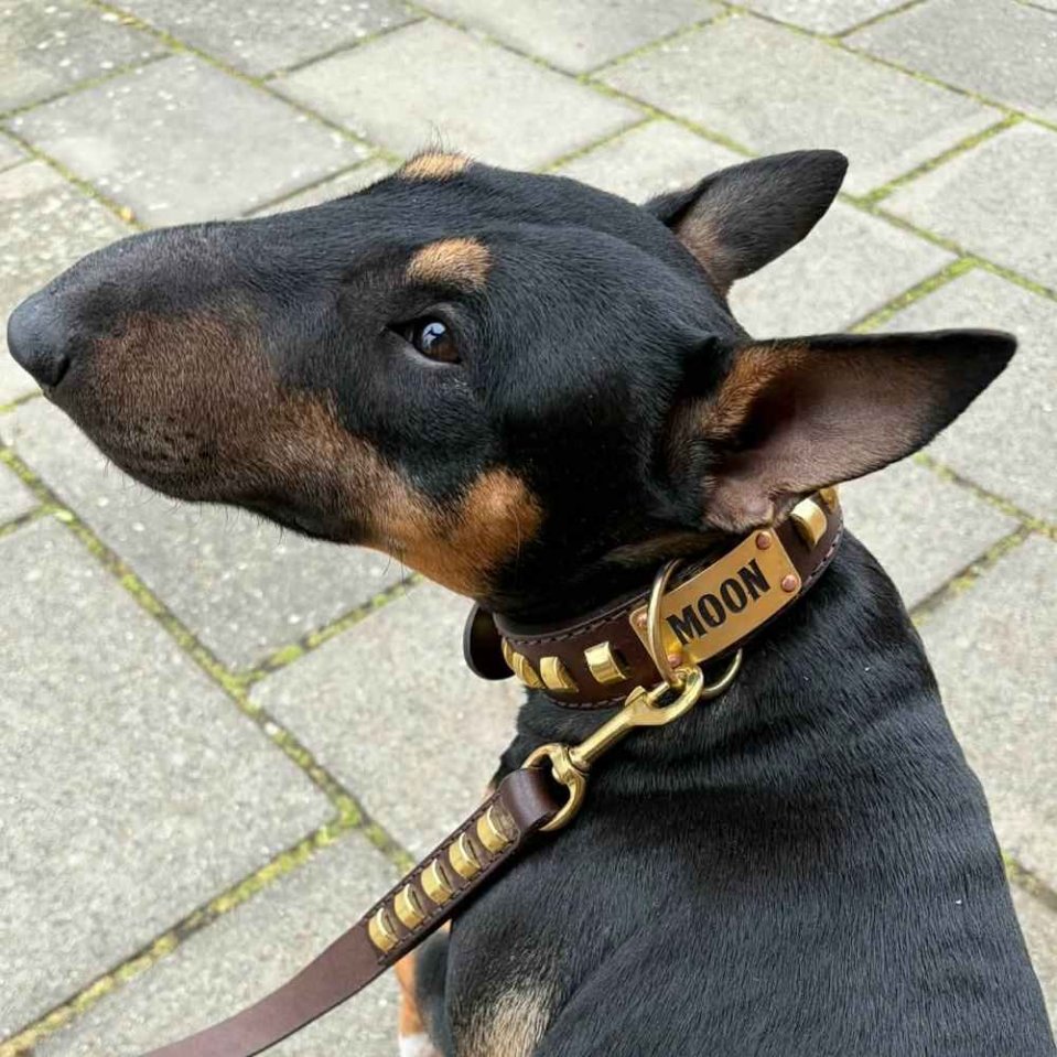 Bull Terrier