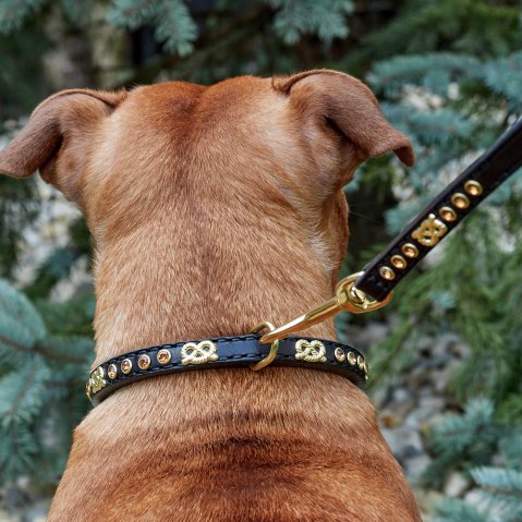 Which collar is best for a dog that pulls?