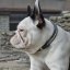 Django Classic Collar Django Classic Collar