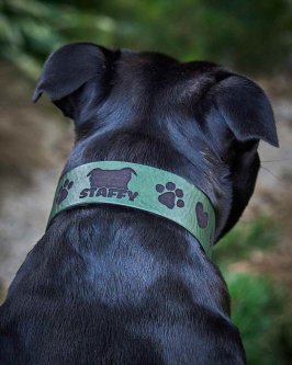 Why Some Dogs Hate Collars and How to Help Them Love Them
