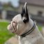 Django Classic Collar Django Classic Collar