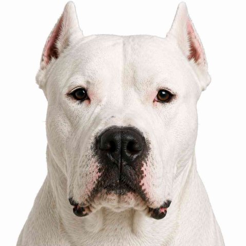 Dogo Argentino
