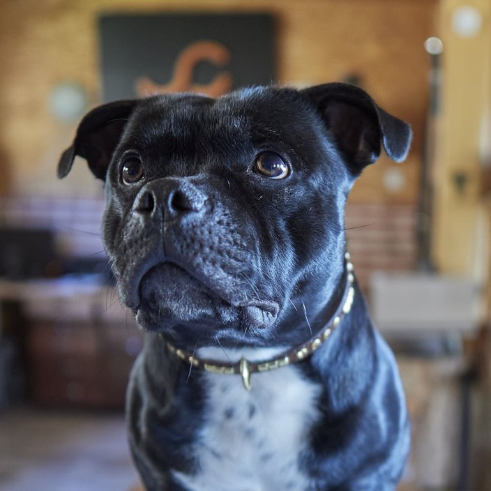 Shiny Alpha Classic Collar