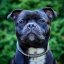 Django Classic Collar Django Classic Collar