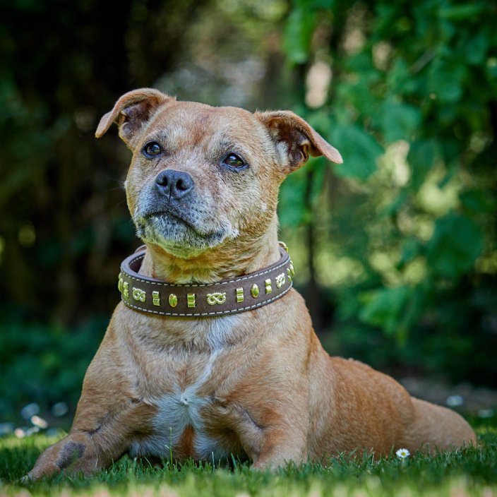 Beans Classic Collar