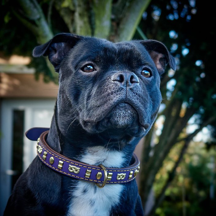 Beans Classic Collar Beans Classic Collar