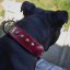 Classic Ghost Tracker Collar