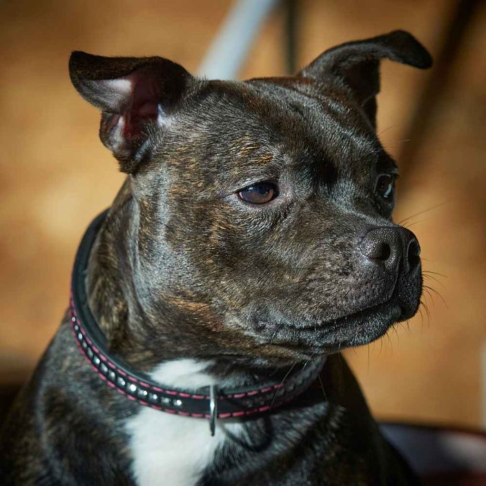 Classic Swarovski Collar