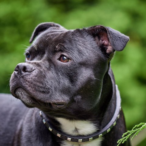 Quand le design rencontre la fonctionnalité – des colliers testés dans la vraie vie