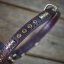 Shiny Alpha Classic Collar Shiny Alpha Classic Collar