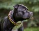 Nos Champions | De vrais chiens, de vraies histoires Slade Czech