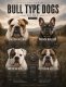 Bull-Type Dogs Guide, Part 3: The Bulldog Line
