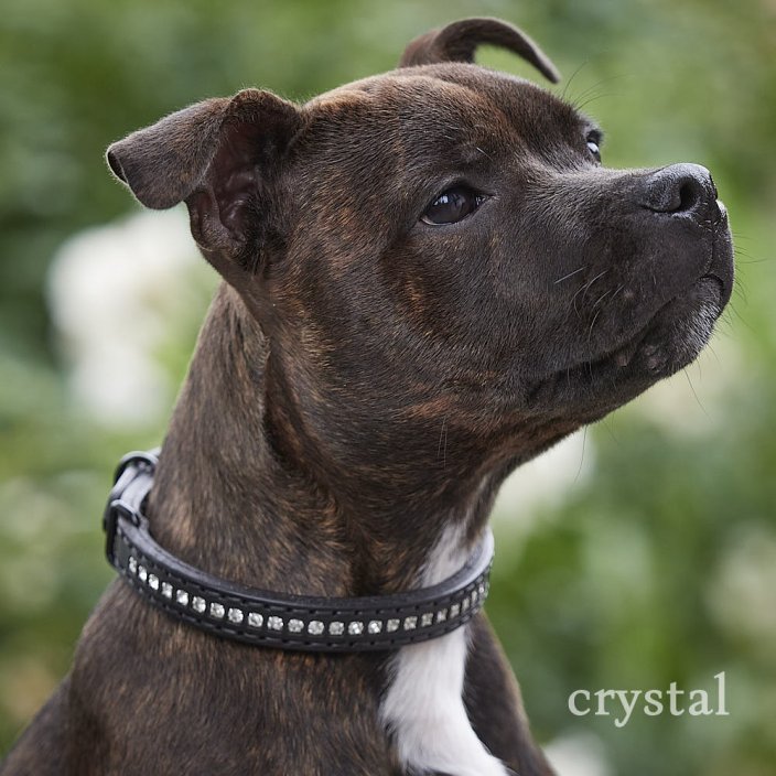Classic Swarovski Collar