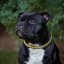 Kaytech Django Collar
