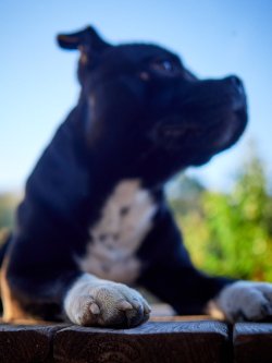 How to Take Care of Your Dog's Paws – With a Dash of Humor How to Take Care of Your Dog's Paws – With a Dash of Humor