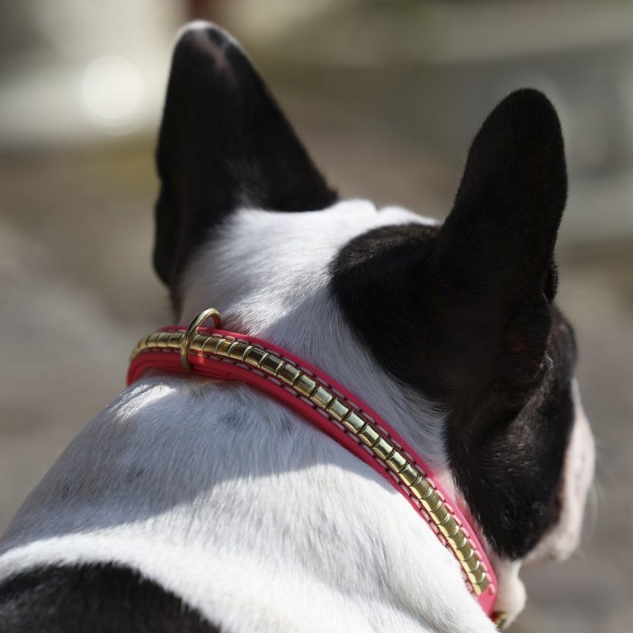 Django Collar Kaytech