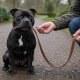 Dog Biting the Lead? It Is Not Naughty. It Is Telling You Something