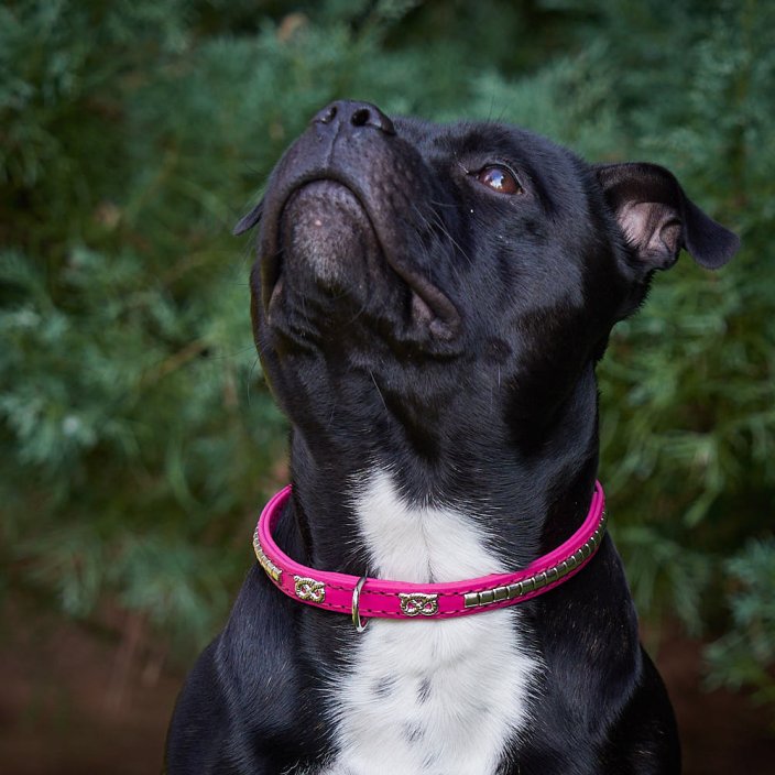 Kaytech Hot Shot Collar Kaytech Hot Shot Collar