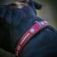 Devon Classic Collar