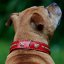 Explorer Classic Collar Explorer Classic Collar