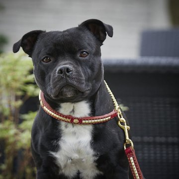 Leads and Brace Fittings Leads and Brace Fittings