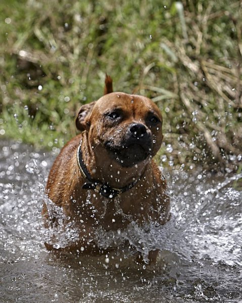 Psi a horko: Co by měl vědět každý pejskař v létě?