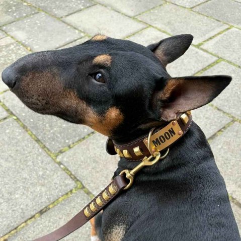 Bull Terrier