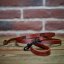 Fargo Set of Lead and Collar Slade Czech