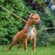 Quel collier est le meilleur pour un chien qui tire en laisse ?