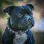 Classic Outlaw Collar Classic Outlaw Collar