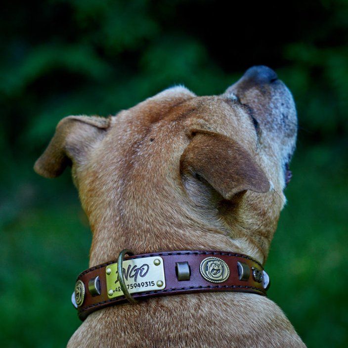 Renegade Classic Collar