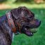Snake Tail Classic Collar Snake Tail Classic Collar
