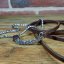 Snake Show Collars