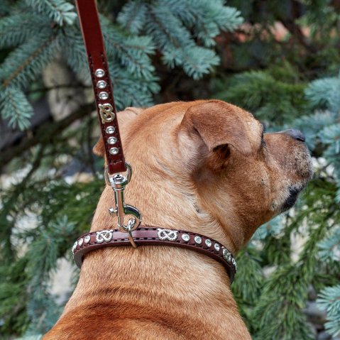 Which collar is best for a dog that pulls?